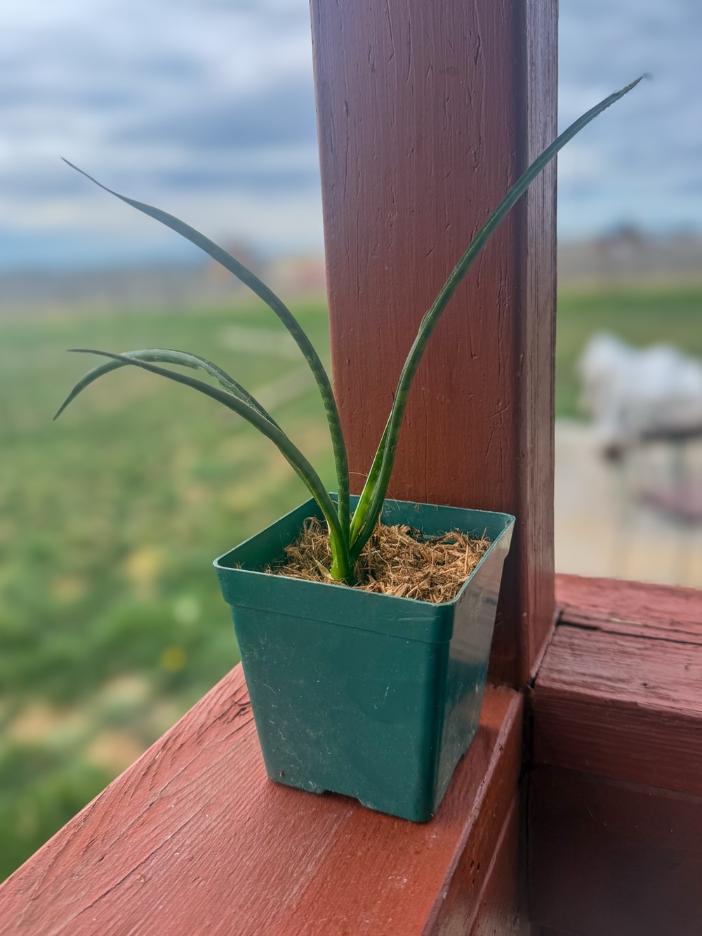 Snake Plant | Live Dracaena ‘Fernwood Mikado’ Starter Plant